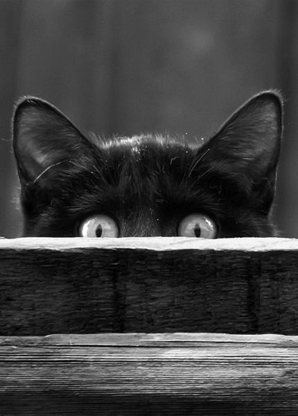 Любопытные глазки