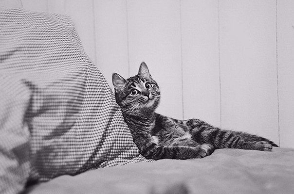 Кошечка в постели