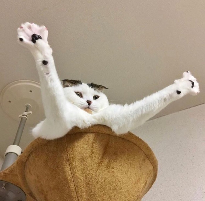 Возьмите кошечку