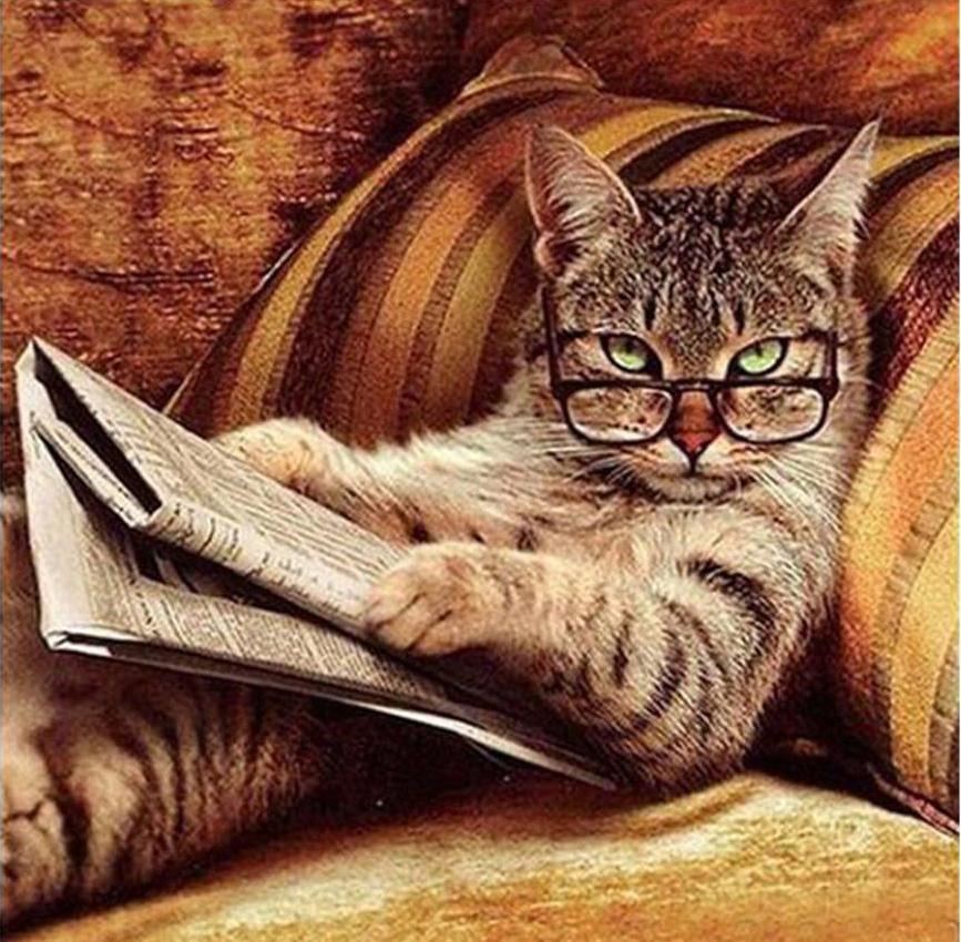 Кошечка с газетой
