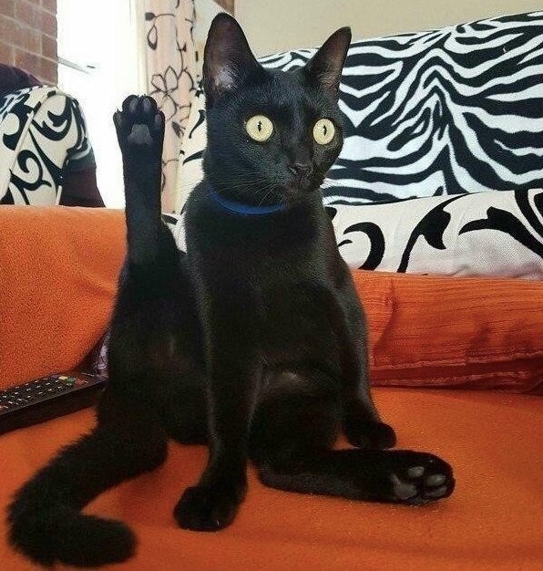 Чёрная красотка