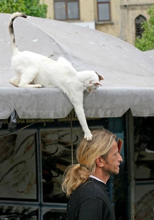 Кошечка хватает за волосы