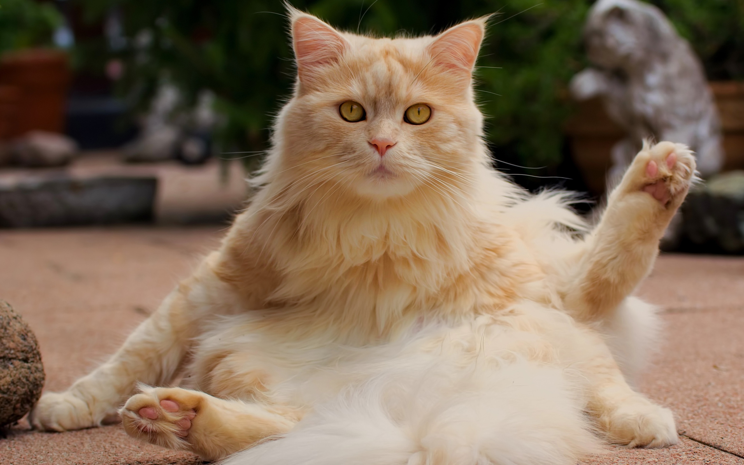 Пушистая кошечка нализывается