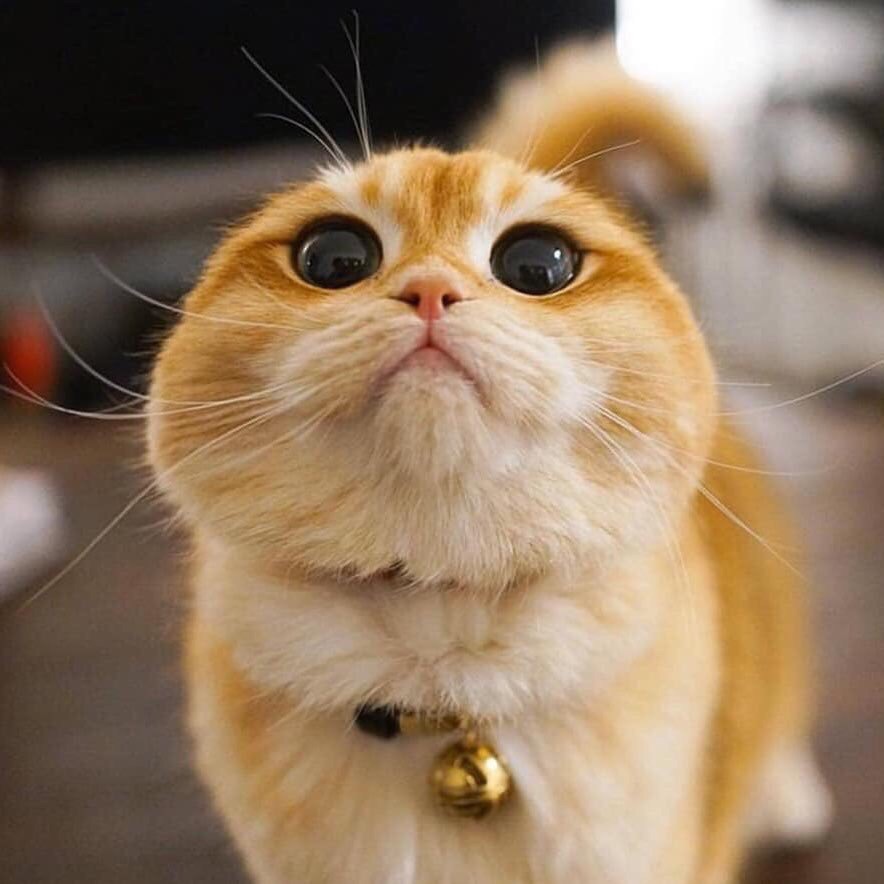 Рыженькая кошечка в ошейнике