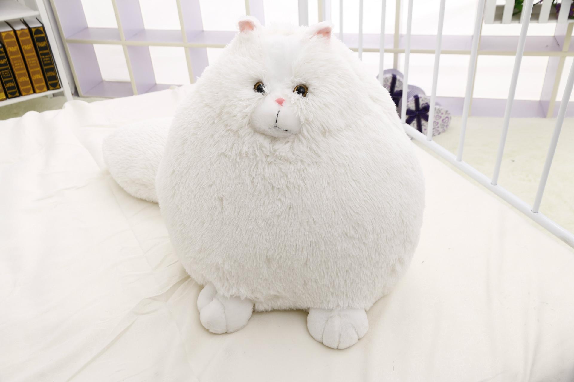 Белый толстый кот