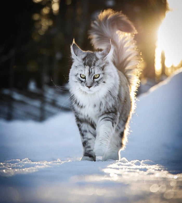 Пушистый котик гуляет