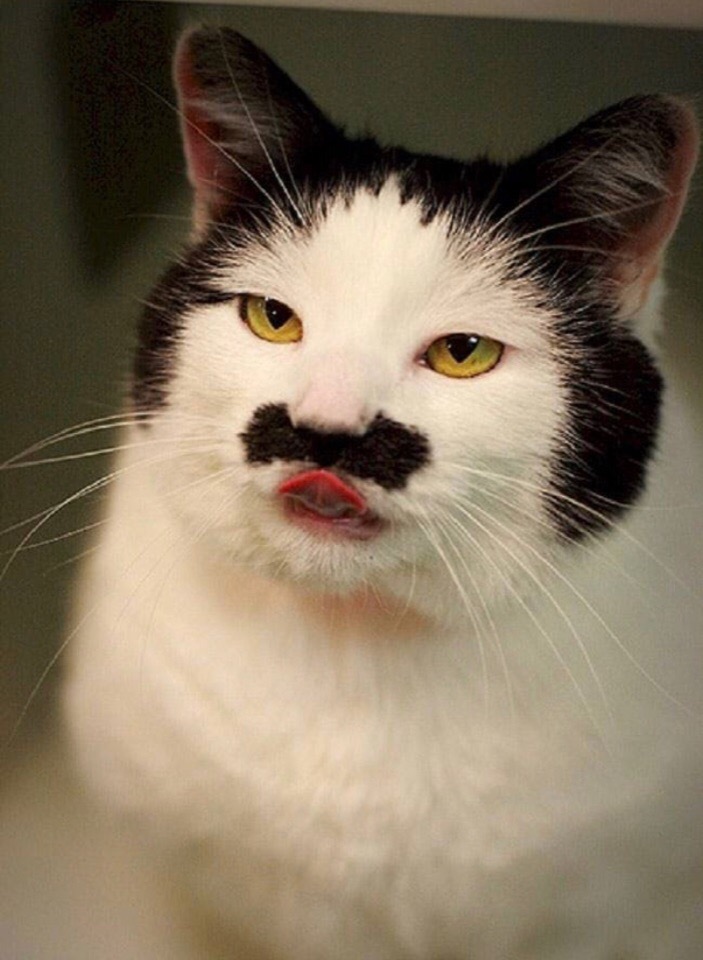 Усатая кошечка