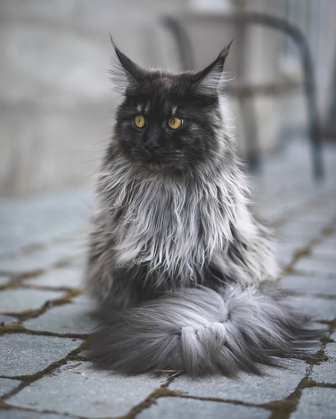 Серый пушистик