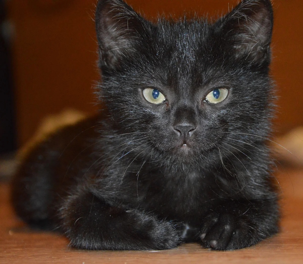 Чёрный котёнок лежит