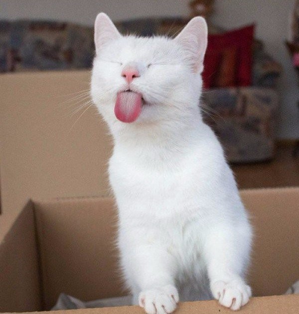 Кошечка показывает язык