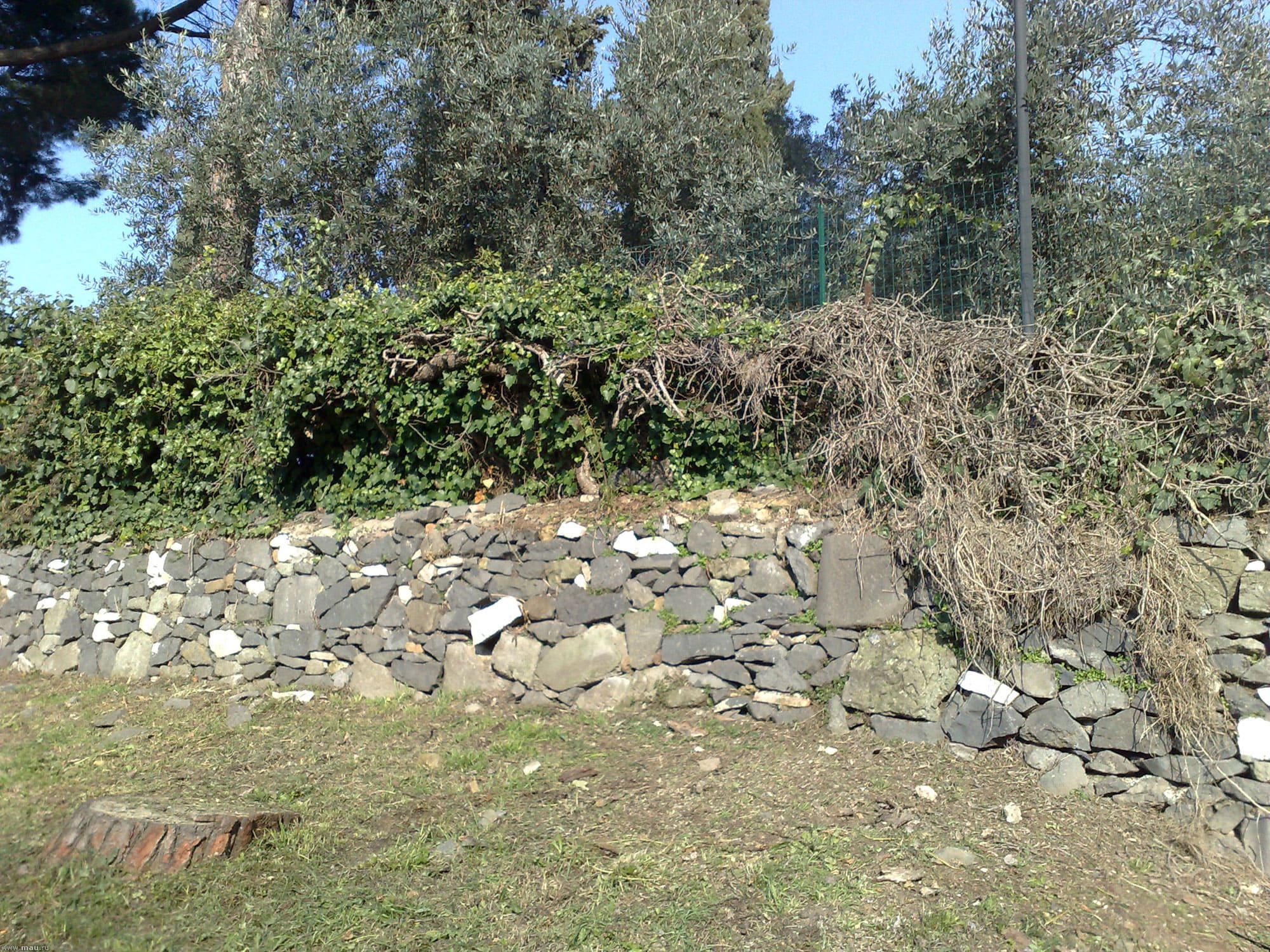 В плетущихся зарослях