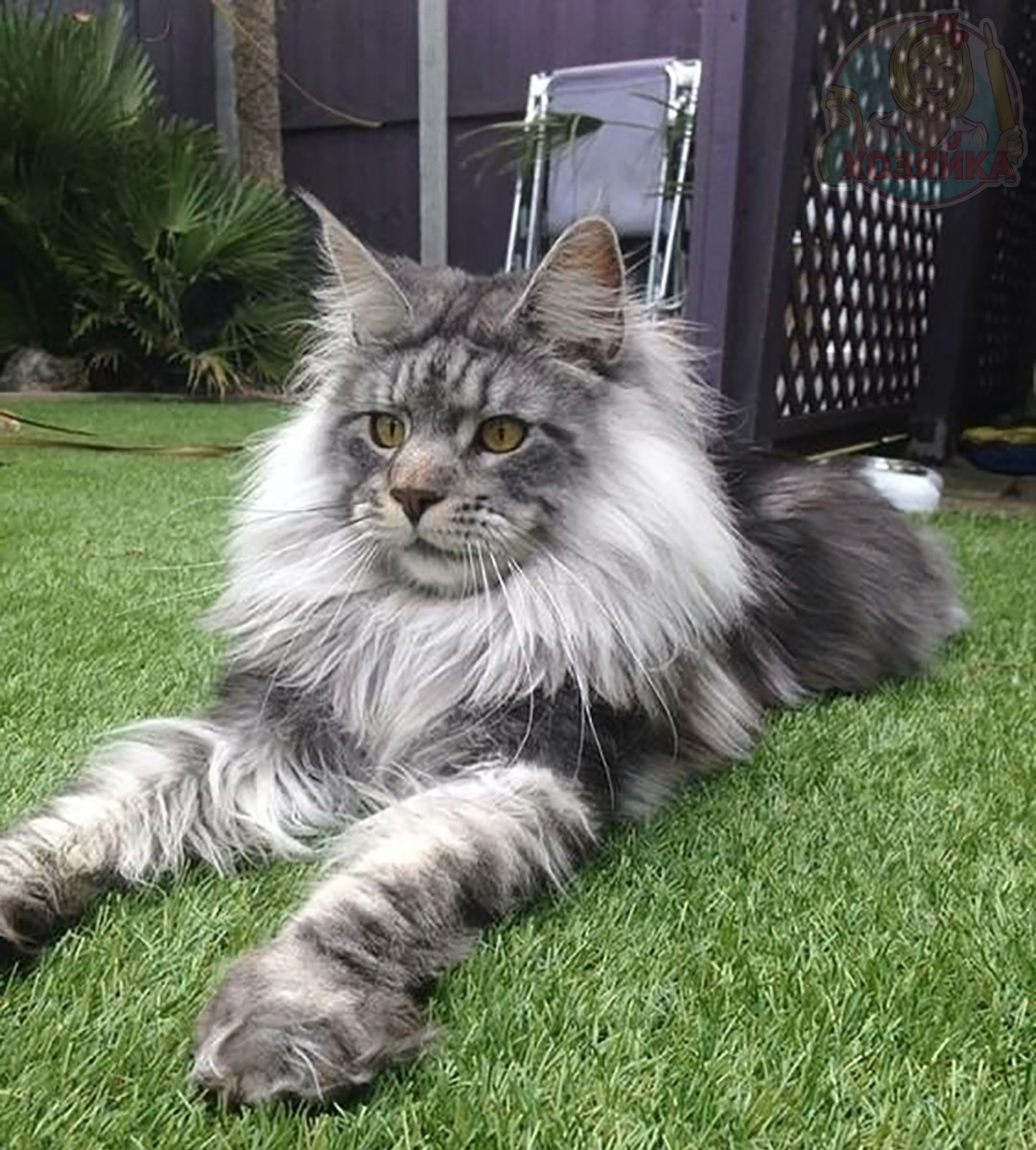 Пушистый котята на травке