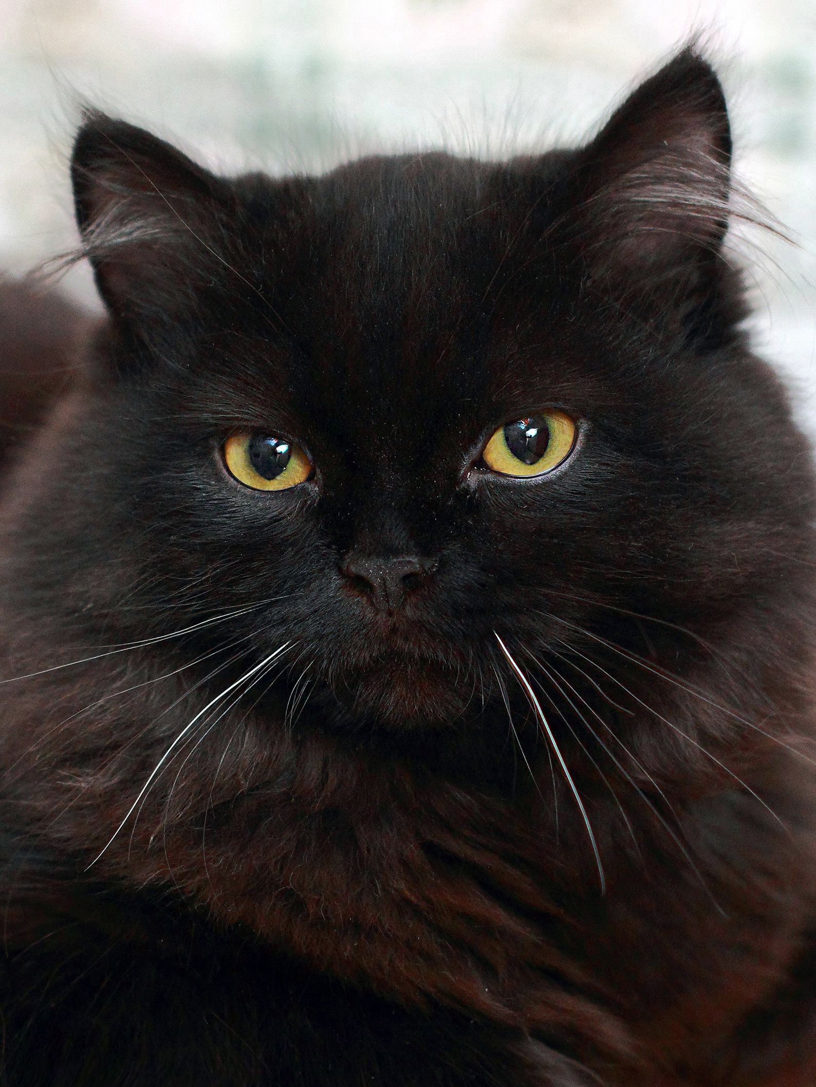 Чёрная красотка с рыжими глазами