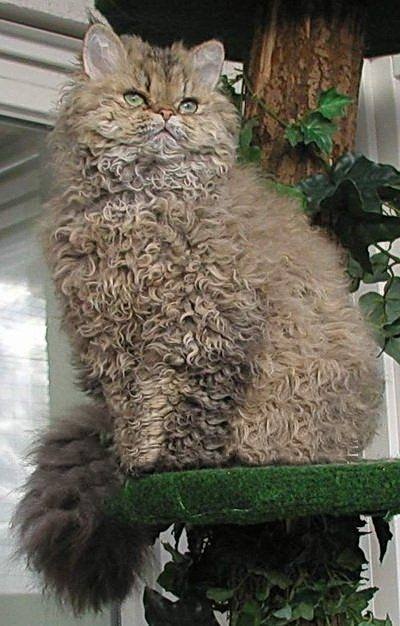 Кудрявая кошечка