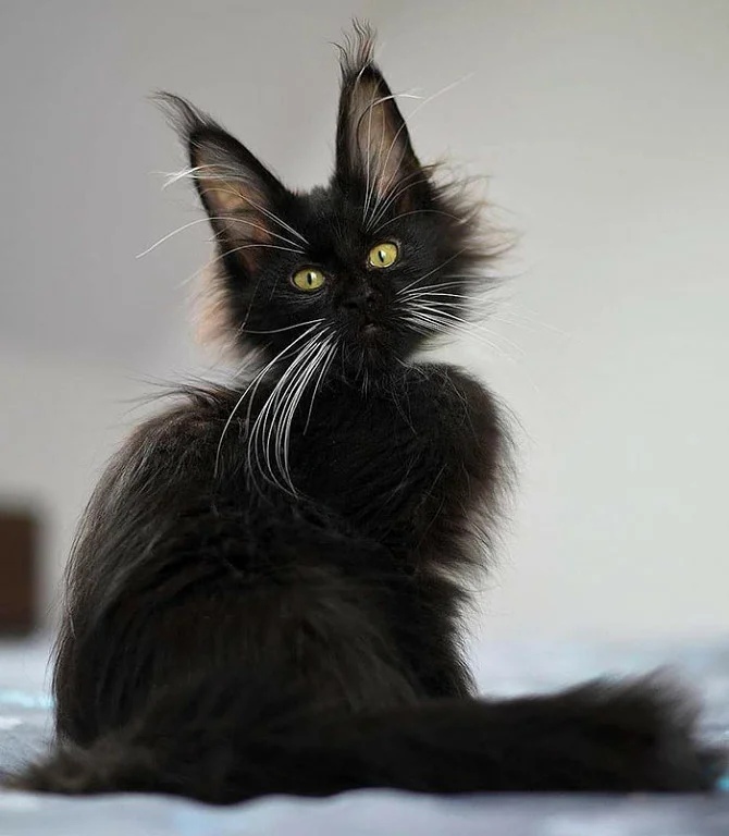 Чёрная красотка с белыми усами