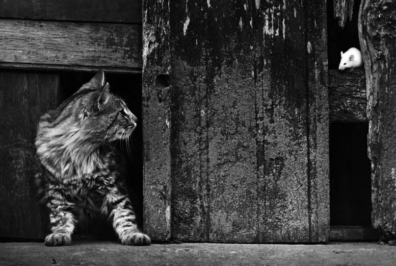 Кошка и белая мышь
