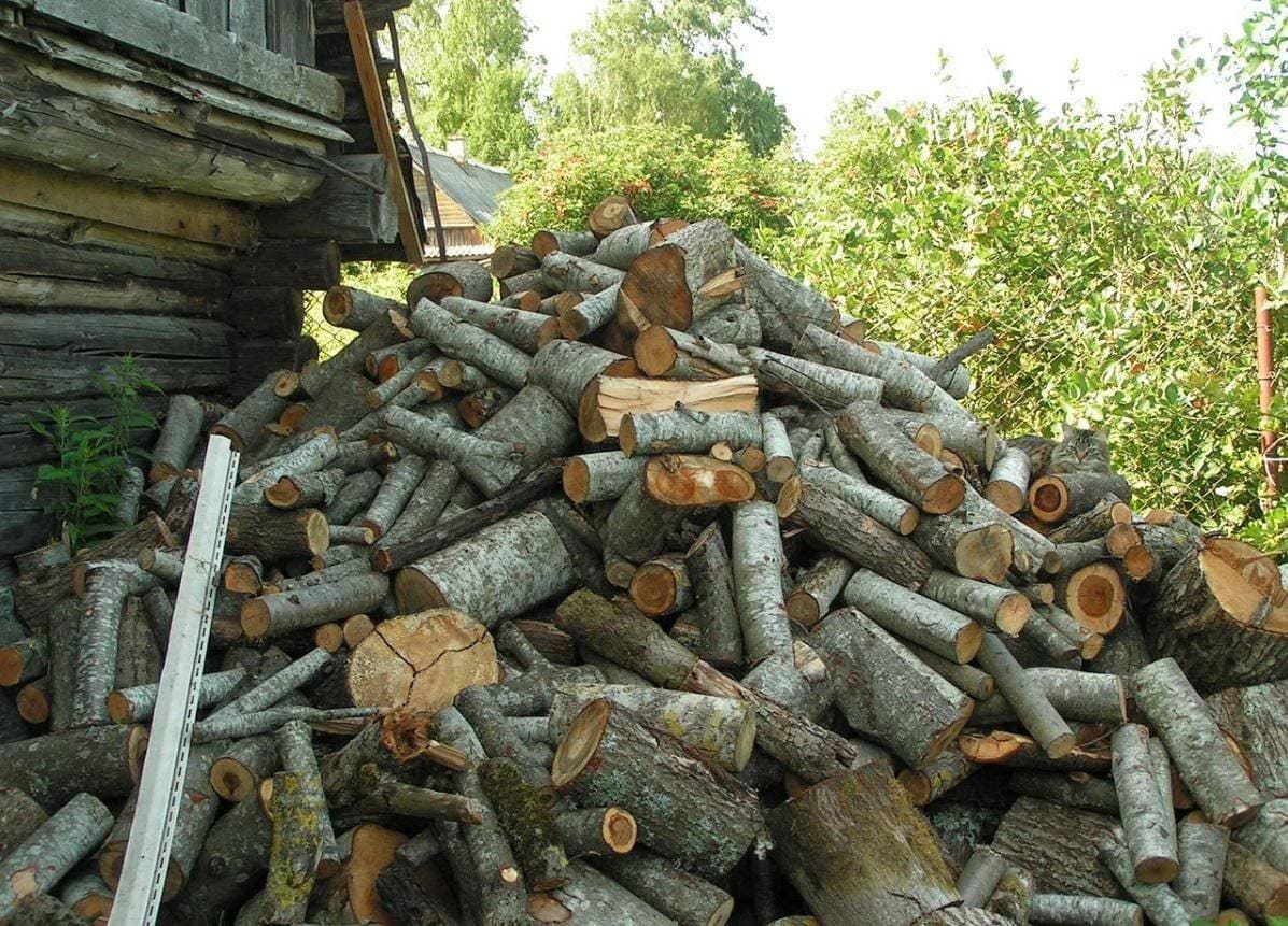 Кот в дровах