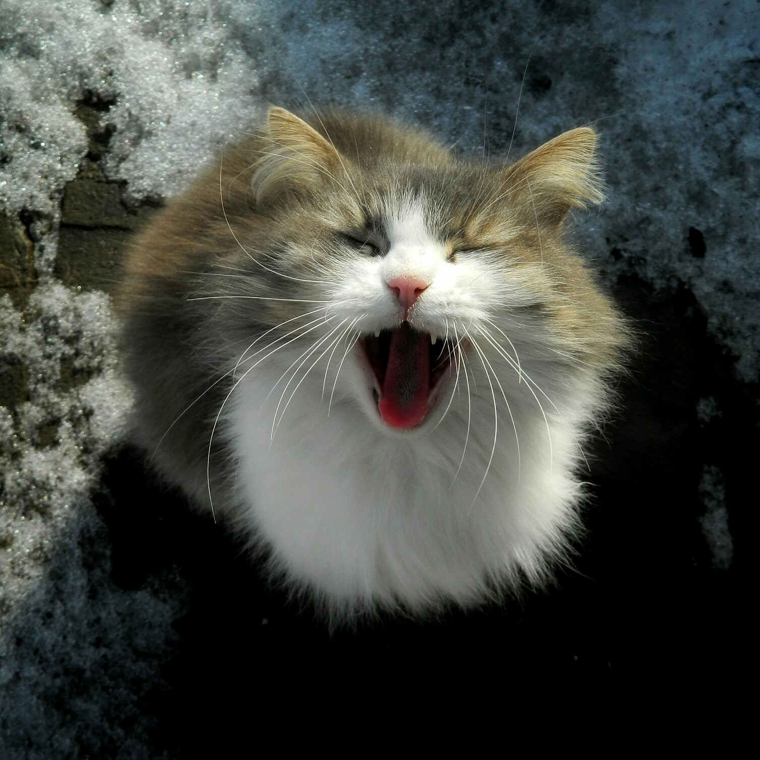 Кошечка просится домой