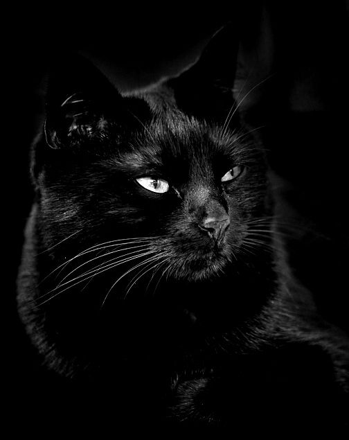 Чёрная элегантная кошечка