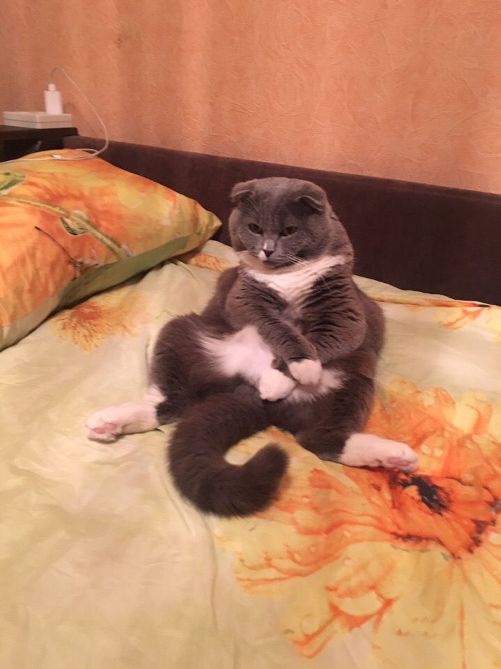 Котик капризничает