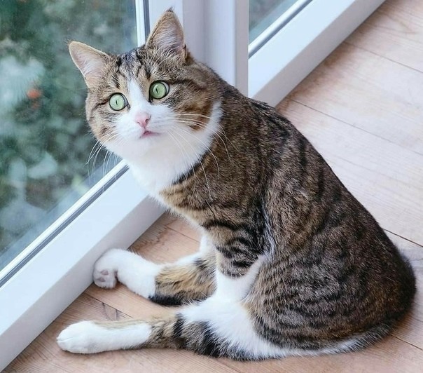 Взбудораженная кошечка