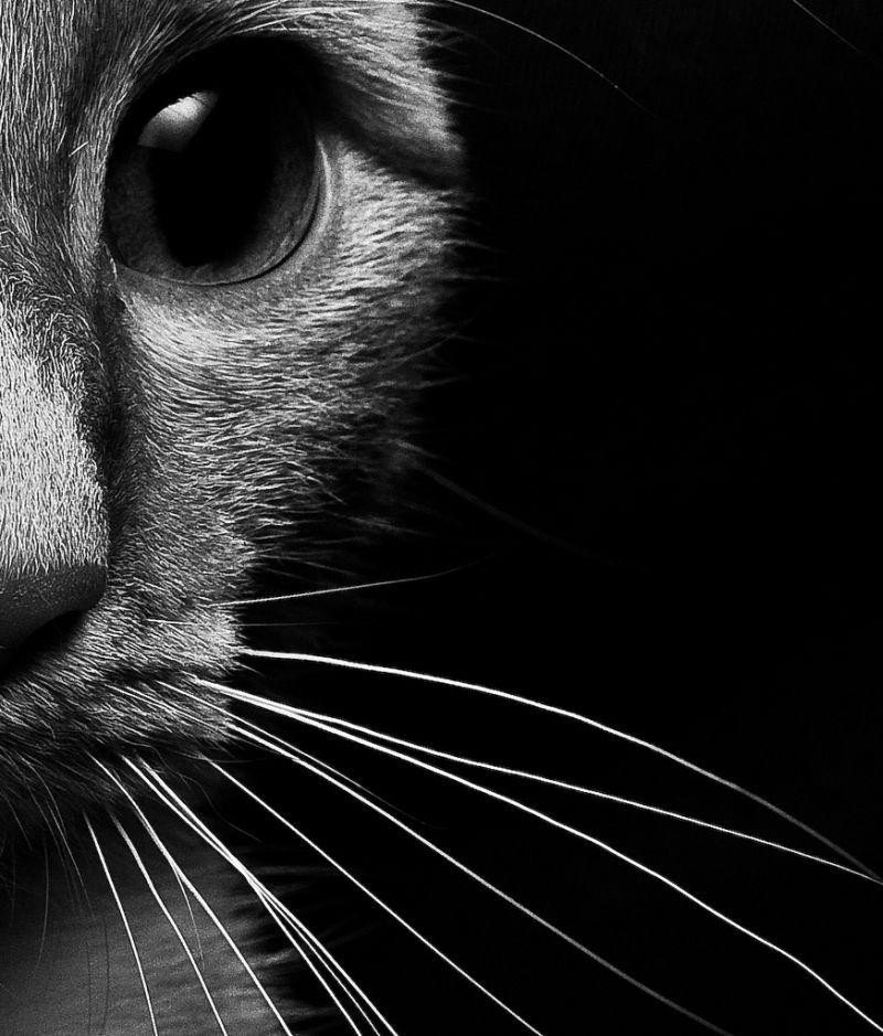 Чёрный глаз кошки