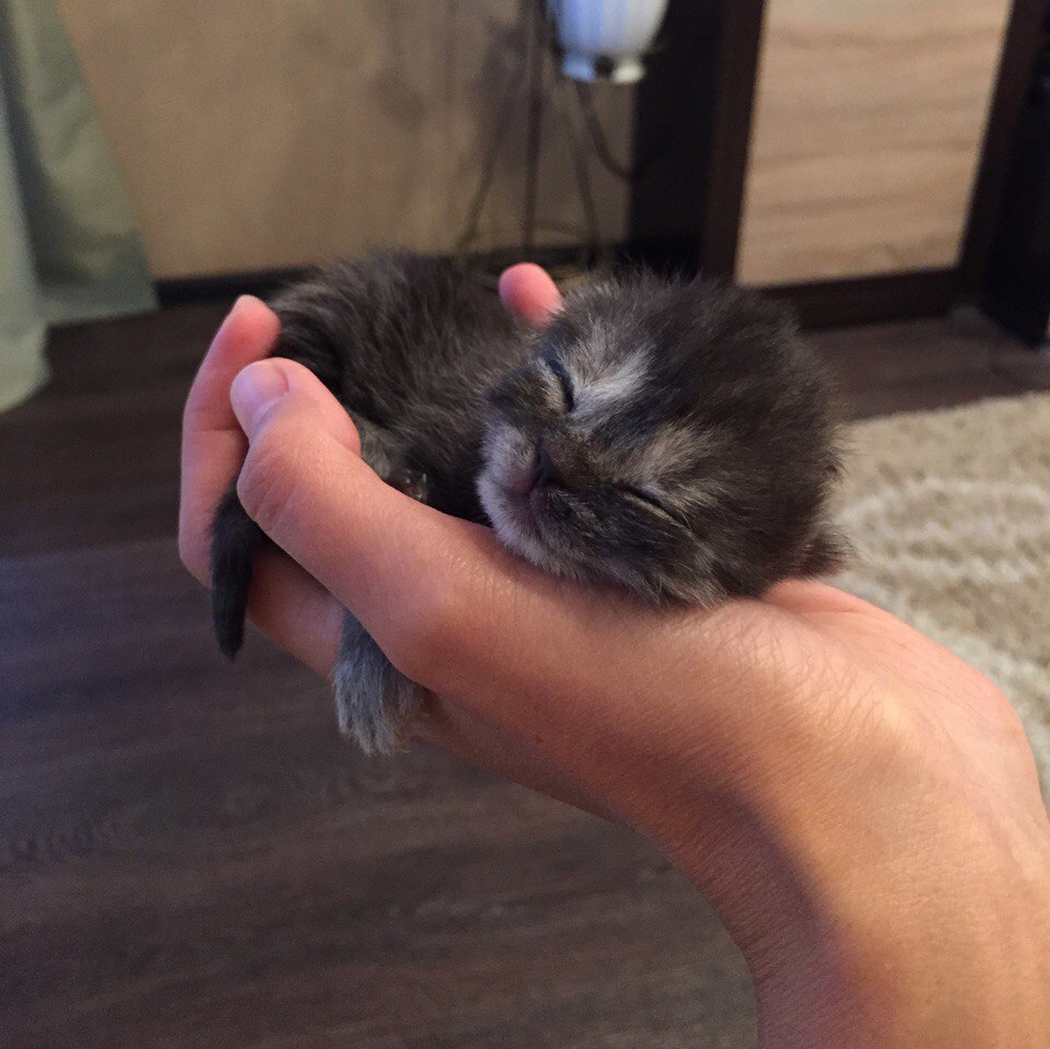 Новорожденный котёнок спит на ладошке