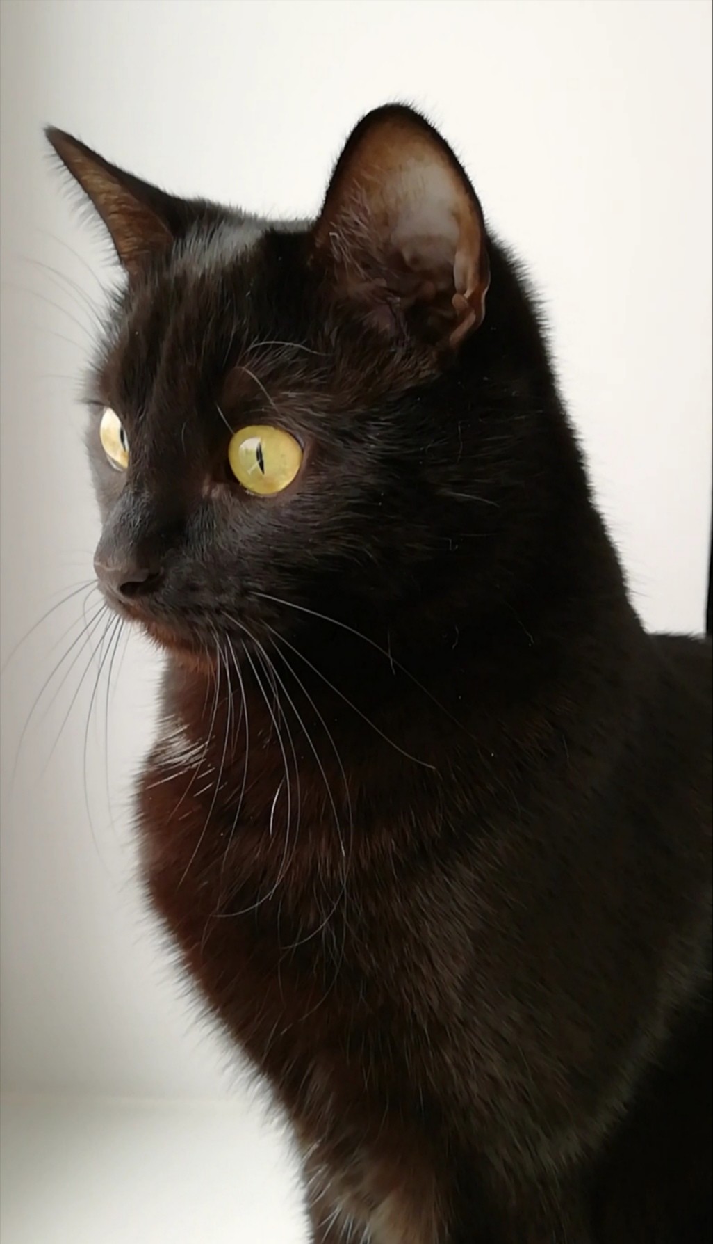 Любознательная кошечка