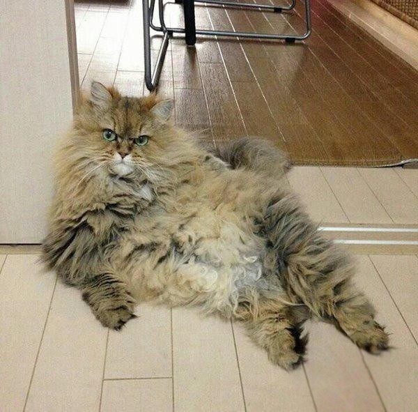 Деловая кошечка