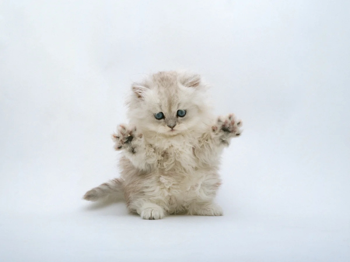 Пушистенький красавчик