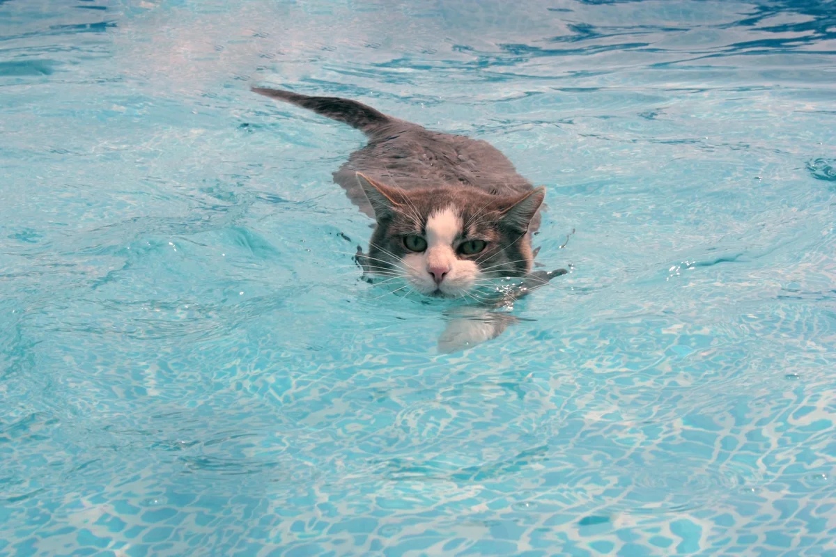 Котик плавает в бассейне