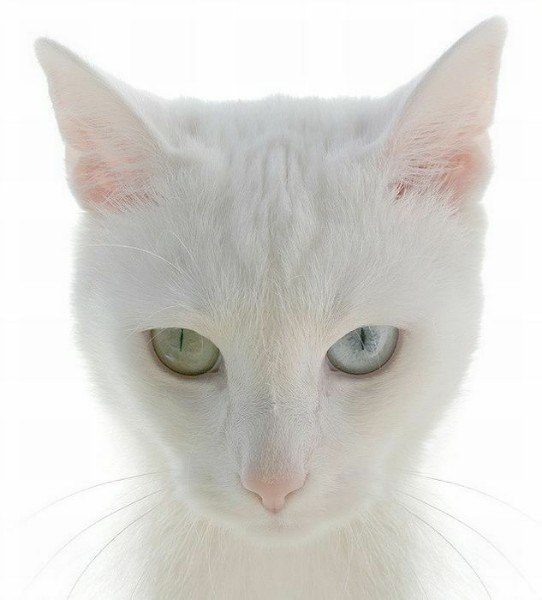 Белоснежка с разноцветными глазами