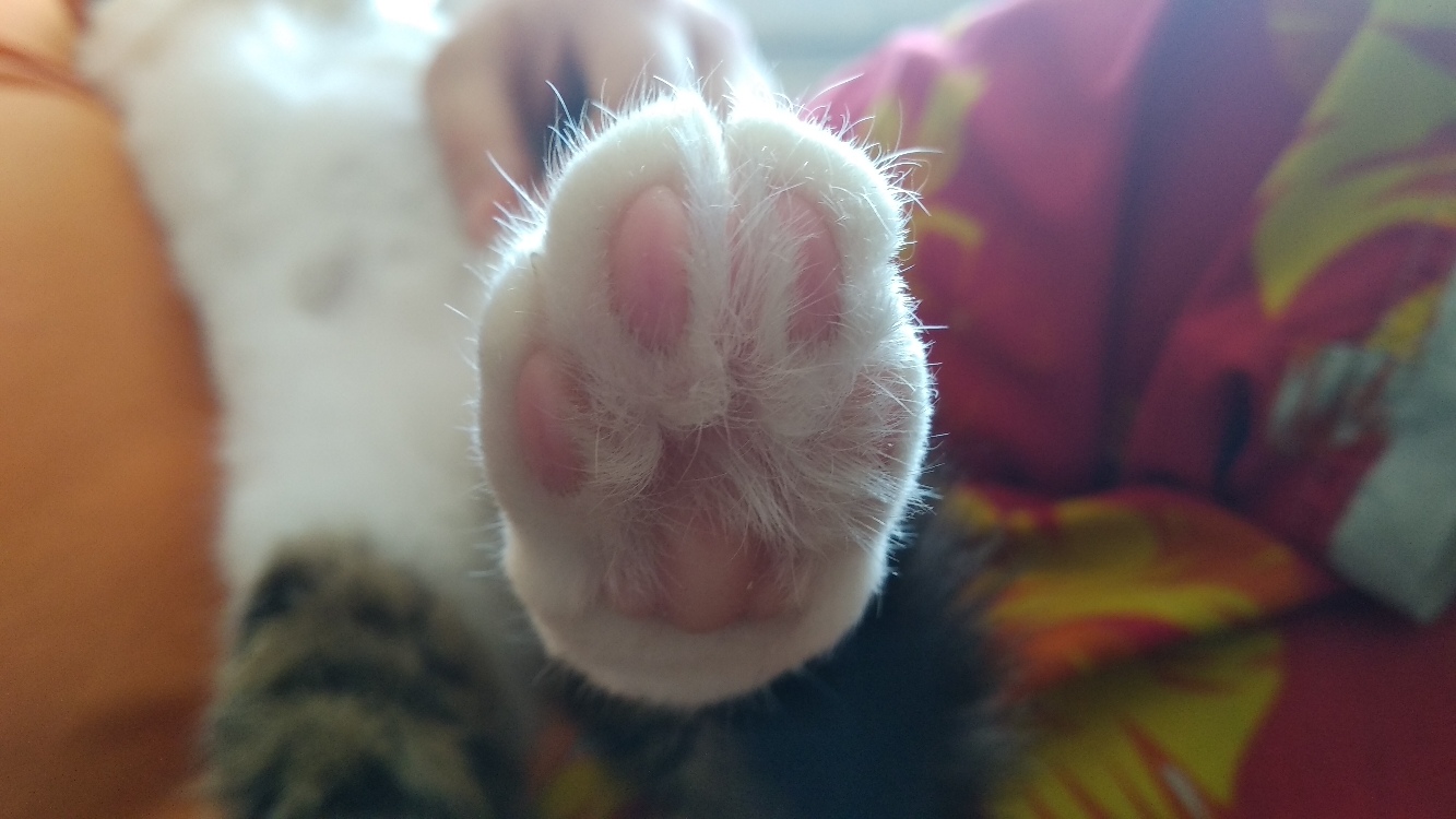 Беленькая лапка