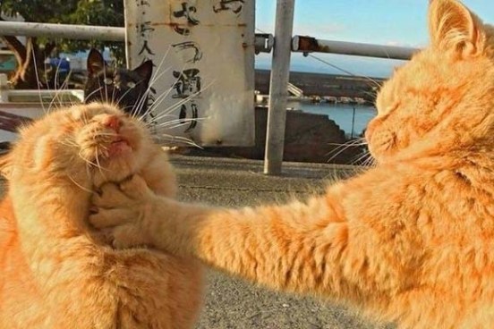 Рыжие боксёры