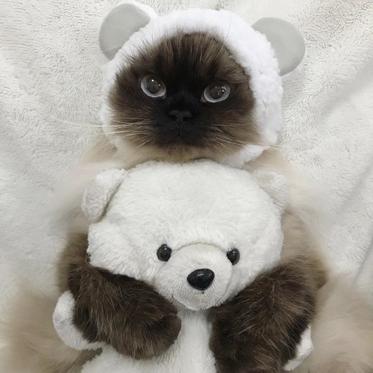 Котёнок и медвежонок