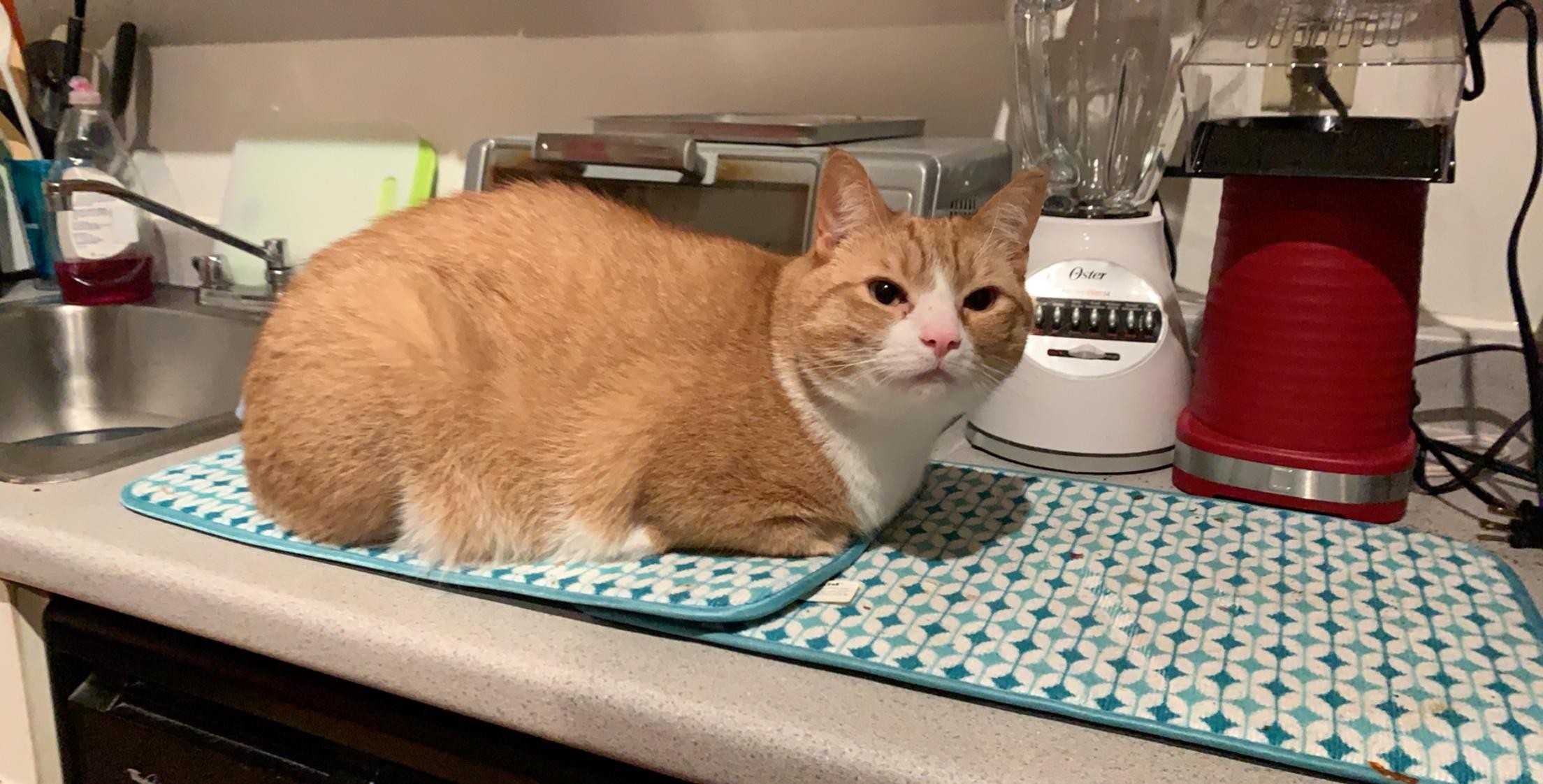 Рыжий кот на столе