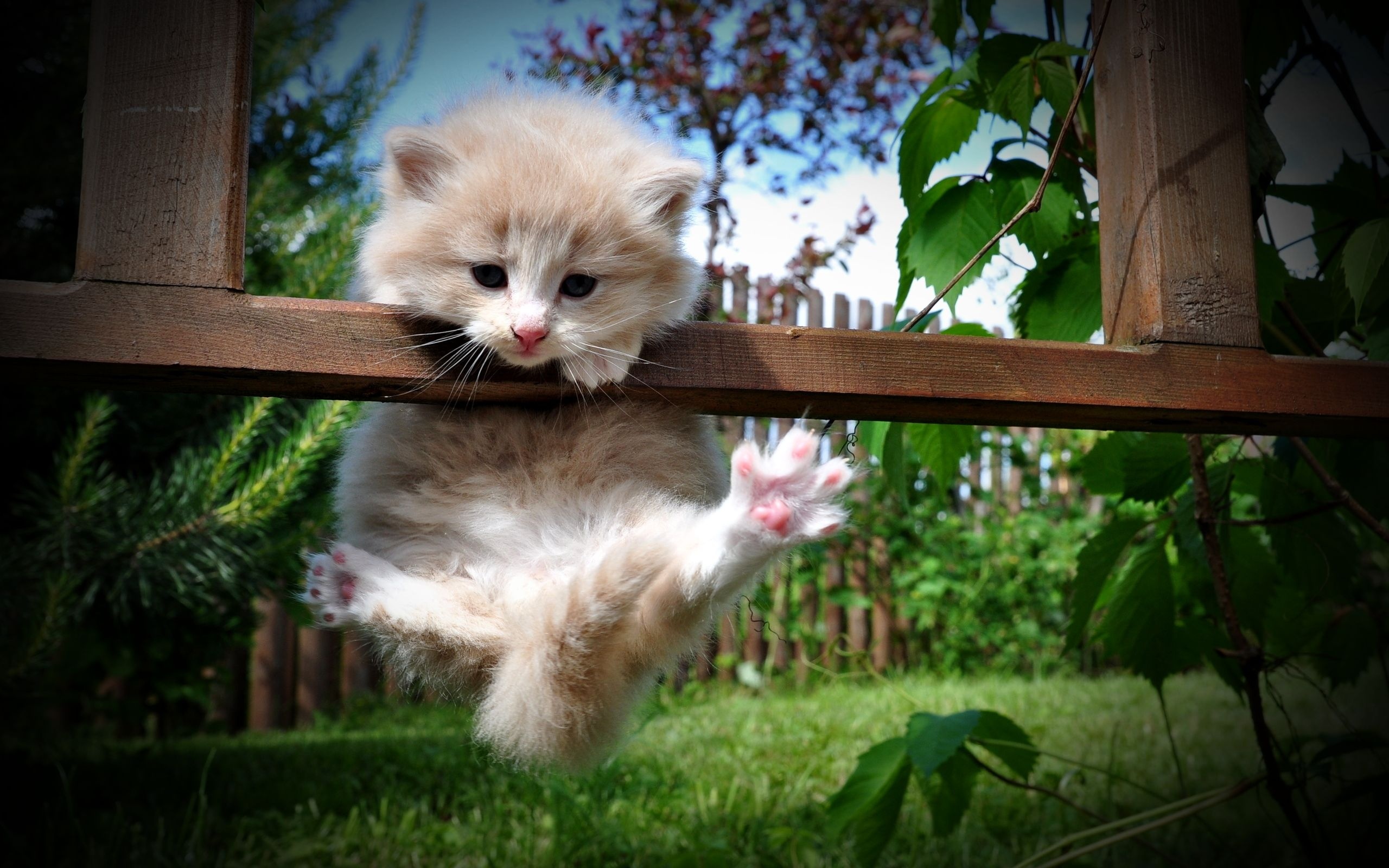 Рыженький котёнок на заборе
