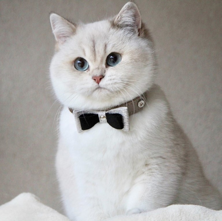 Кот с голубыми глазами в бабочке