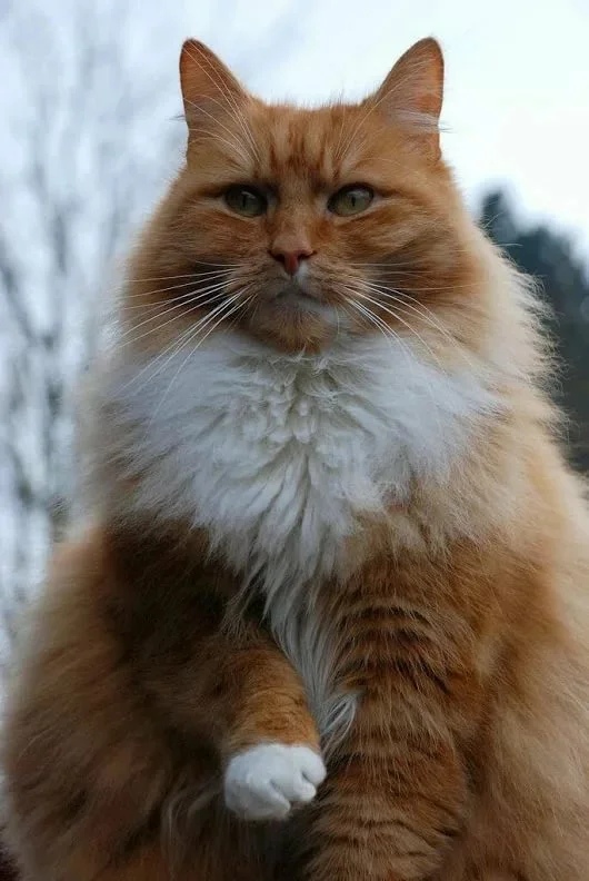 Рыжебелая красота