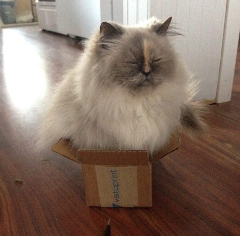 Красотка спит в коробке