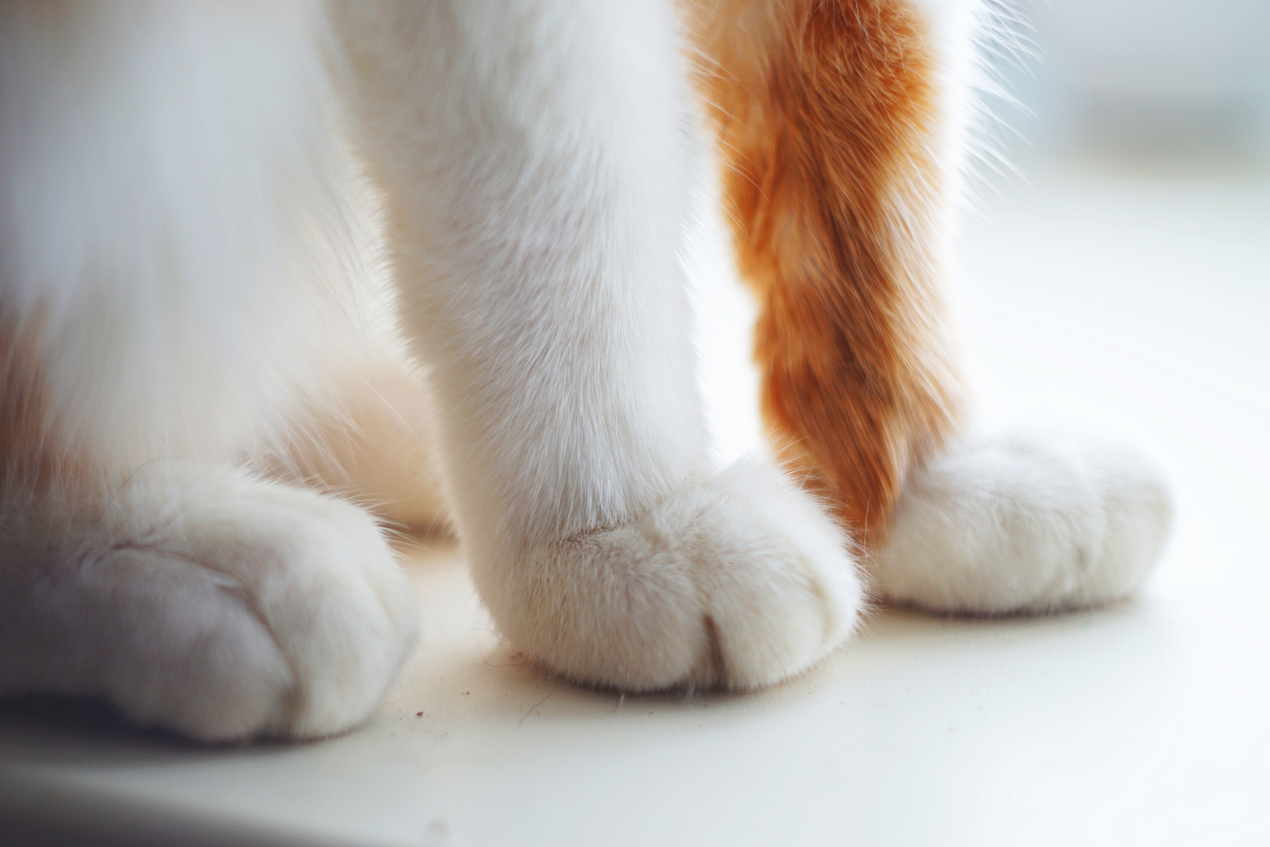 Сонькины лапки