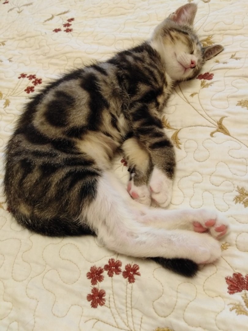 Котик спит на покрывале