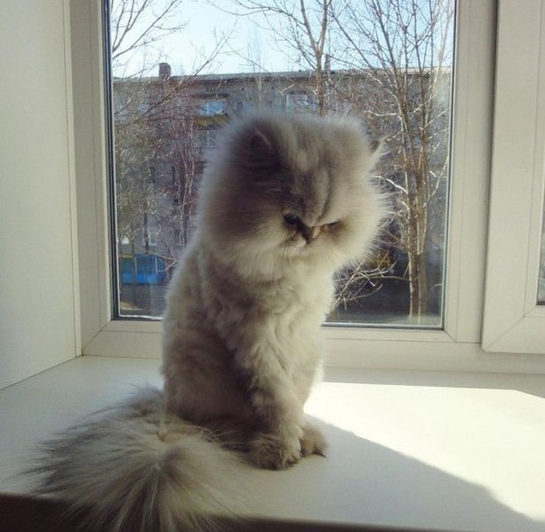 Пушистенька на окне