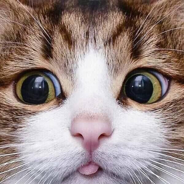 Смешной котёнок показывает язычок