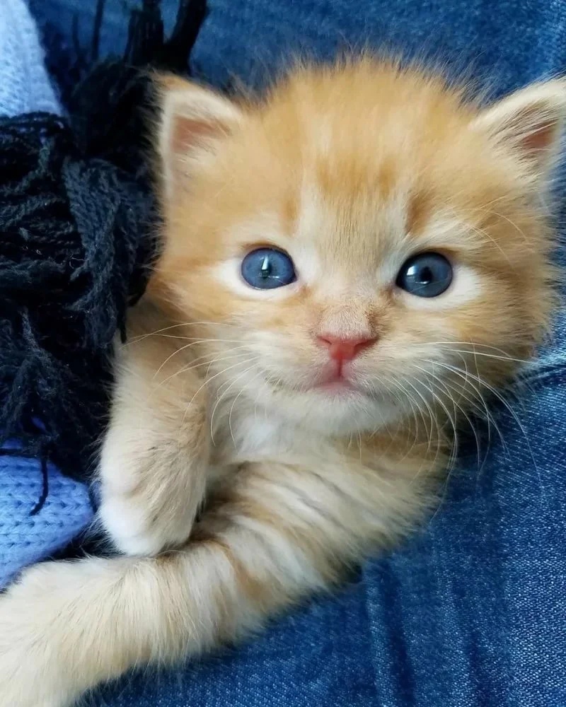 Рыжий улыбака