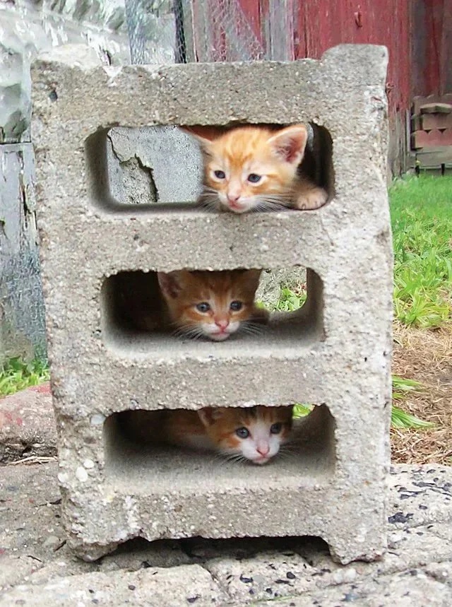 Рыжие котятки