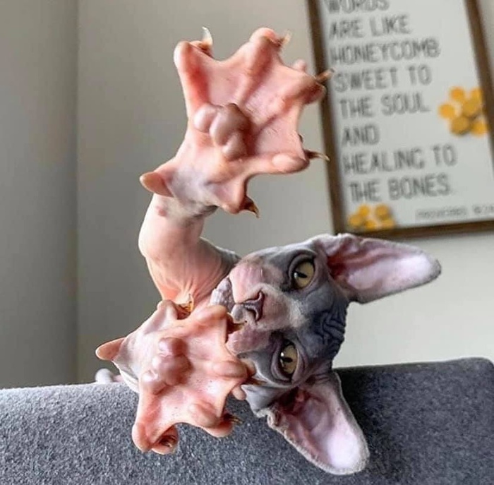 Потягушки царапулек