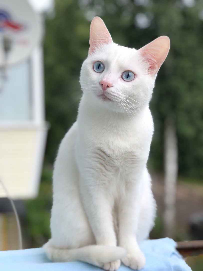 Голубоглазый Малыш