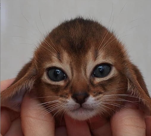 Котёнок повесил ушки