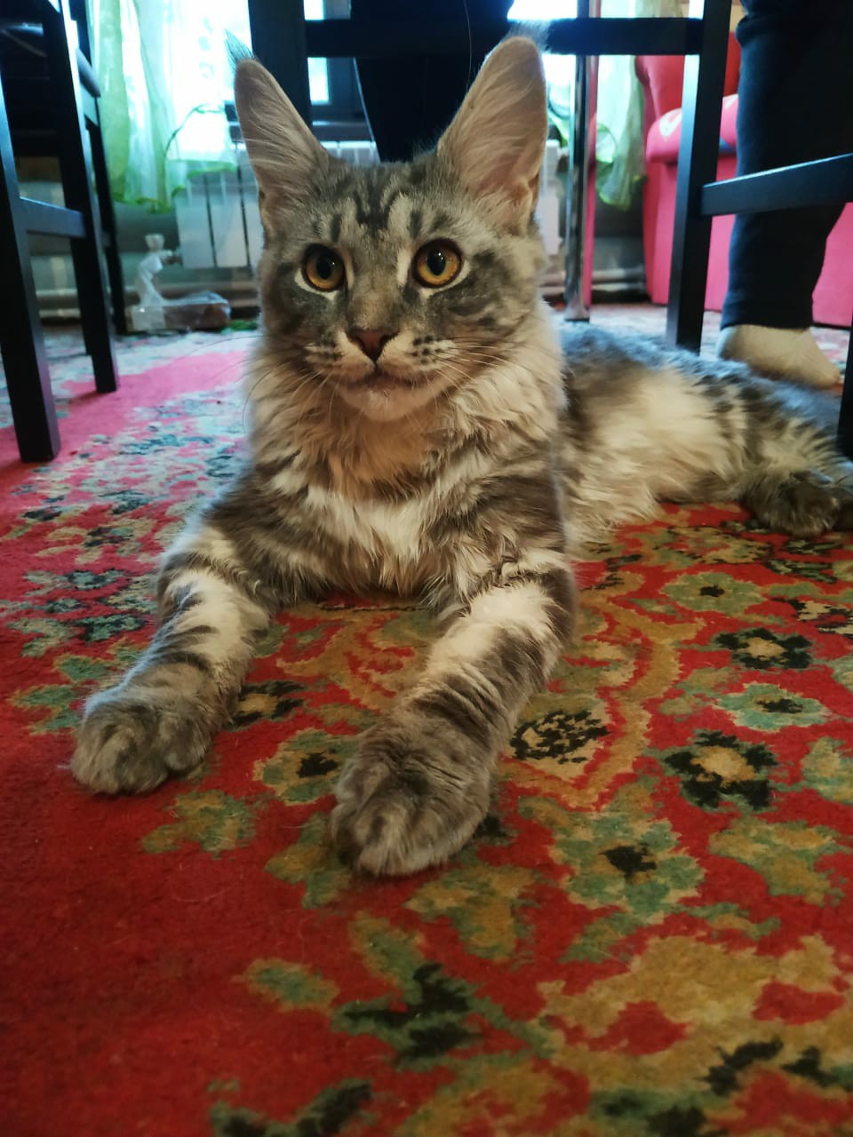 Красотка Мейн-кун